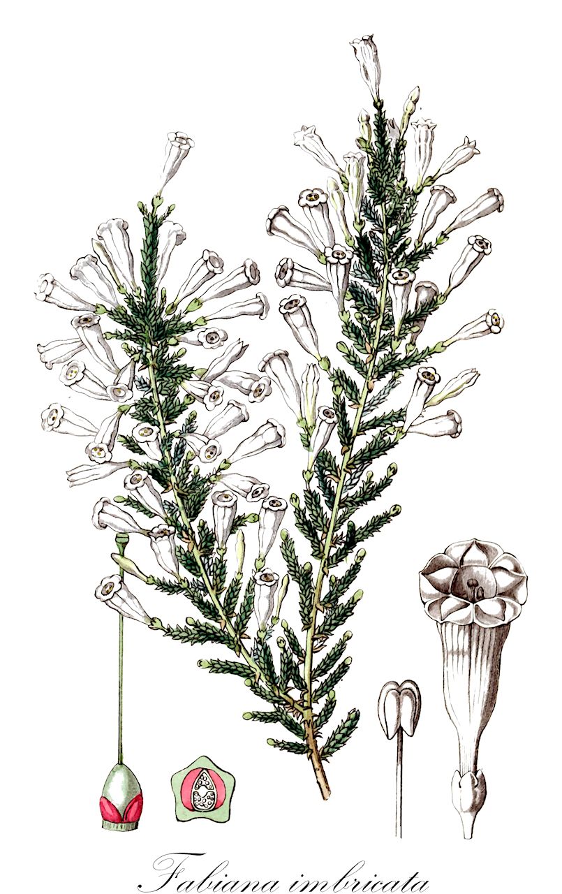 Fabiana imbricata - Solanaceae,Plantae,Pteridobiotina,Angiosperms,Solanales,Solanaceae,Petunioideae,Fabiana,Fabiana imbricata,Fabiana araucana, Fabiana biflora, Fabiana imbricata var. biflora, Fabiana imbricata var. imbricata, Fabiana lutescens,Fabianakraut;Fabiane;Falsche Heide