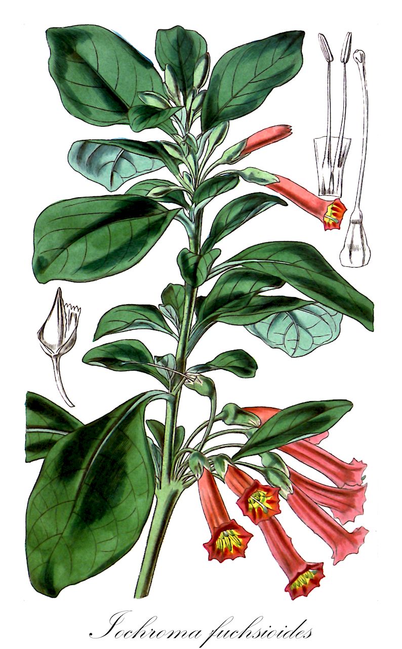 Iochroma fuchsioides - Solanaceae,Plantae,Pteridobiotina,Angiosperms,Solanales,Solanaceae,Solanoideae,Physaleae,Iochroma,Iochroma fuchsioides,Chaenesthes fuchsioides, Dunalia aurantiaca, Iochroma edule, Iochroma longipes, Iochroma puniceum, Iochroma sodiroi, Lycium fuchsioides, Valteta fuchsioides