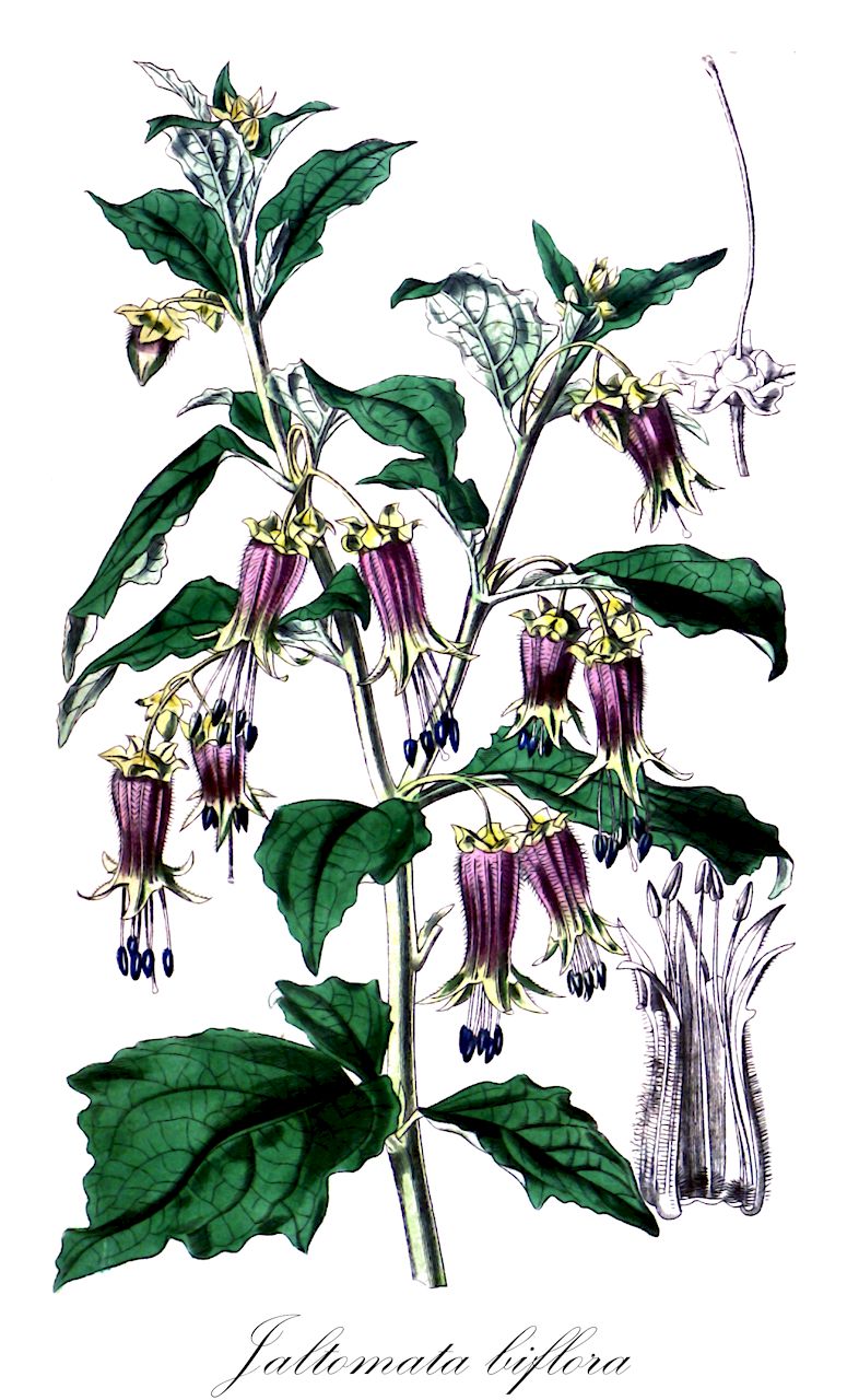 Jaltomata biflora - Solanaceae,Plantae,Pteridobiotina,Angiosperms,Solanales,Solanaceae,Solanoideae,Solaneae,Jaltomata,Jaltomata biflora,Bellinia biflora, Hebecladus biflorus, Saracha biflora, Ulticona biflora, Witheringia biflora