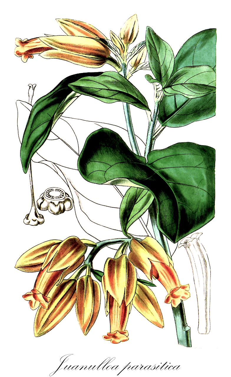 Juanulloa parasitica - Solanaceae,Plantae,Pteridobiotina,Angiosperms,Solanales,Solanaceae,Solanoideae,Solandreae,Juanulloa,Juanulloa parasitica,Juanulloa parasitica, Ulloa parasitica