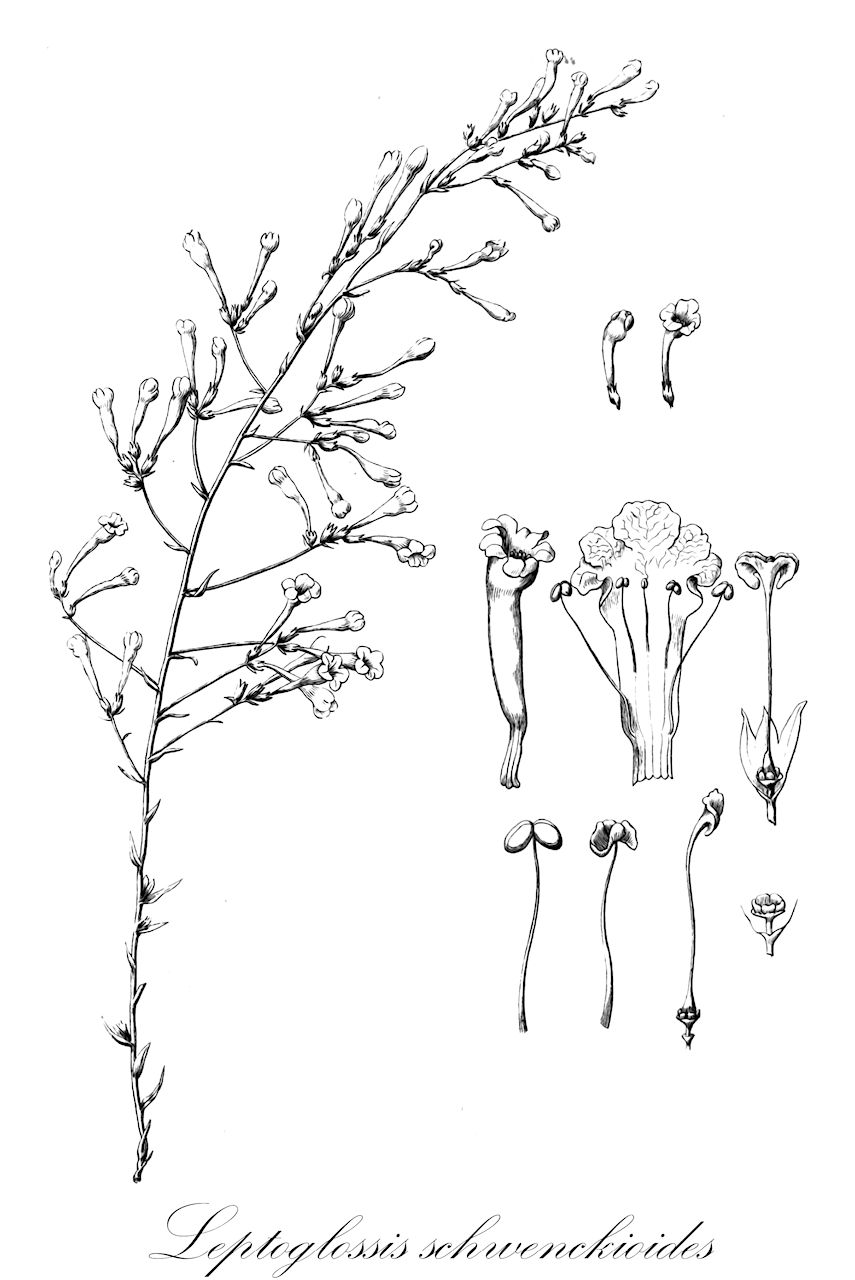 Leptoglossis schwenckioides - Solanaceae,Plantae,Pteridobiotina,Angiosperms,Solanales,Solanaceae,Petunioideae,Leptoglossis,Leptoglossis schwenckioides,Leptoglossis schwenckioides var. typica, Salpiglossis schwenckioides