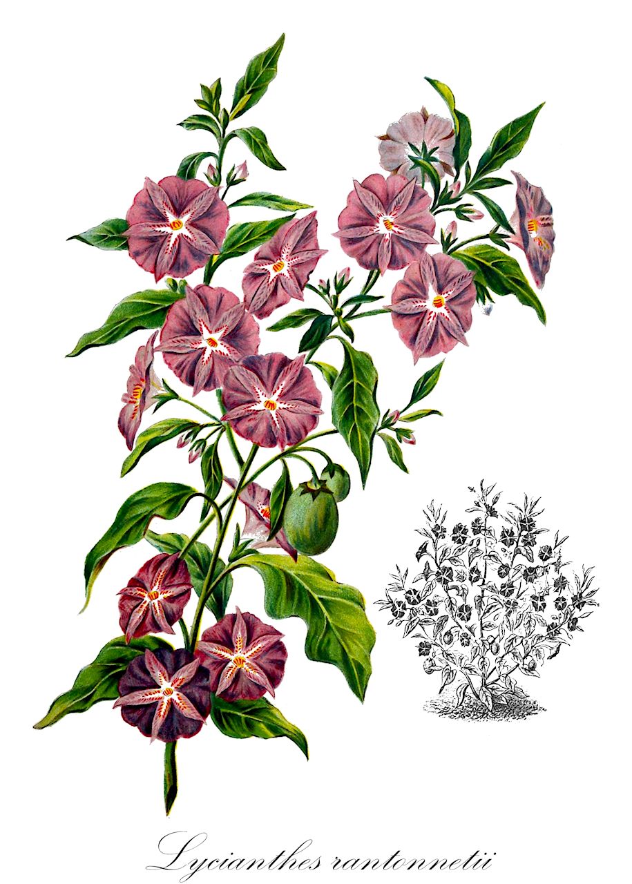 Lycianthes rantonnetii - Solanaceae,Plantae,Pteridobiotina,Angiosperms,Solanales,Solanaceae,Solanoideae,Capsiceae,Lycianthes,Lycianthes rantonnetii,Lycianthes rantonnei, Solanum corniculatum, Solanum japonicum, Solanum muticum, Solanum rantonnetii, Solanum rantonnetii, Solanum urbanum, Solanum urbanum var. foliosum, Solanum urbanum var. nervosum, Solanum urbanum var. subtomentosum, Solanum urbanum var. typicum, Solanum urbanum var. urbanum,Kartoffelstrauch