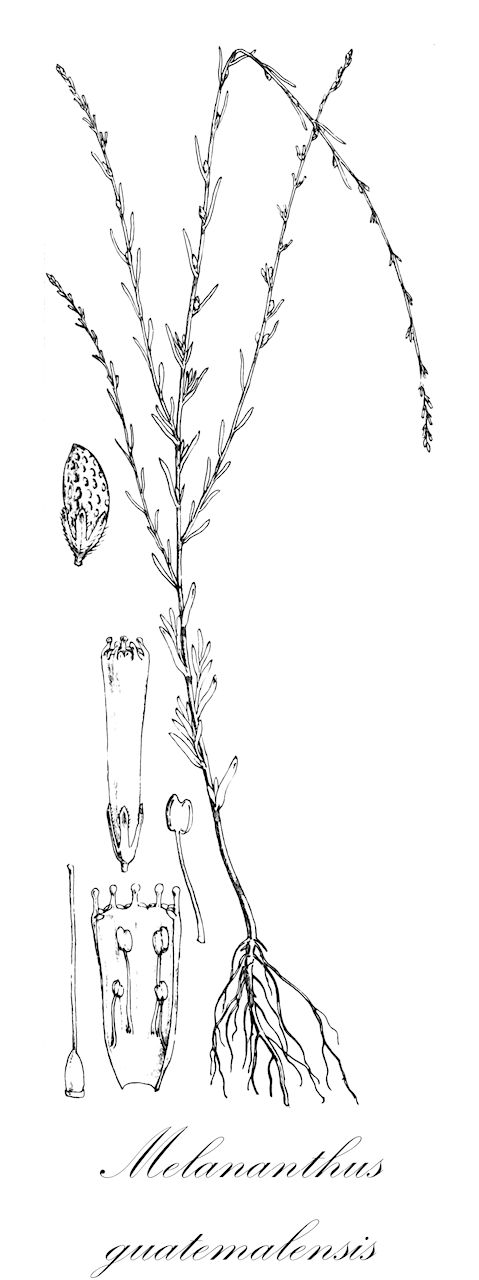 Melananthus guatemalensis - Solanaceae,Plantae,Pteridobiotina,Angiosperms,Solanales,Solanaceae,Schwenckioideae,Melananthus,Melananthus guatemalensis,Microschwenkia guatemalensis