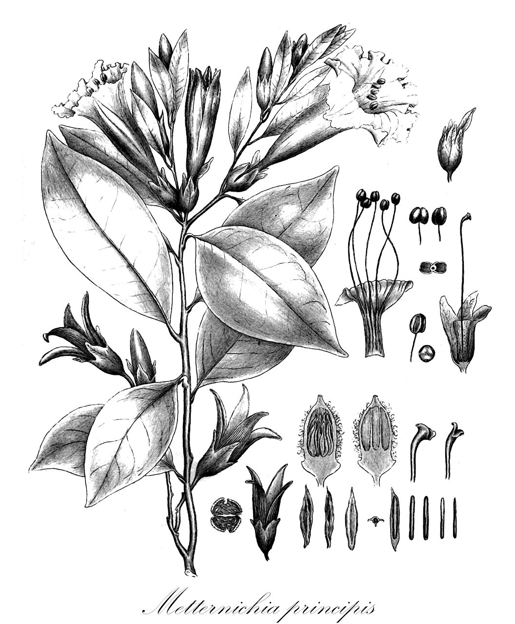 Metternichia principis - Solanaceae,Plantae,Pteridobiotina,Angiosperms,Solanales,Solanaceae,Goetzeoideae,Metternichia,Metternichia principis,Metternichia affinis, Metternichia princeps, Metternichia princeps var. macrocalyx, Metternichia princeps var. princeps, Metternichia spectabilis