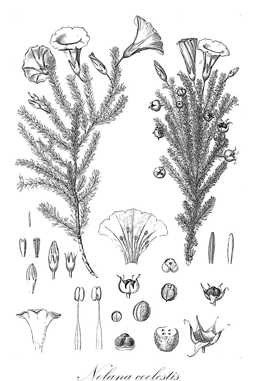 Nolana coelestis - Solanaceae,Plantae,Pteridobiotina,Angiosperms,Solanales,Solanaceae,Solanoideae,Nolaneae,Nolana,Nolana coelestis,Alona coelestis, Alona coelestis var. coelestis, Alona floribunda