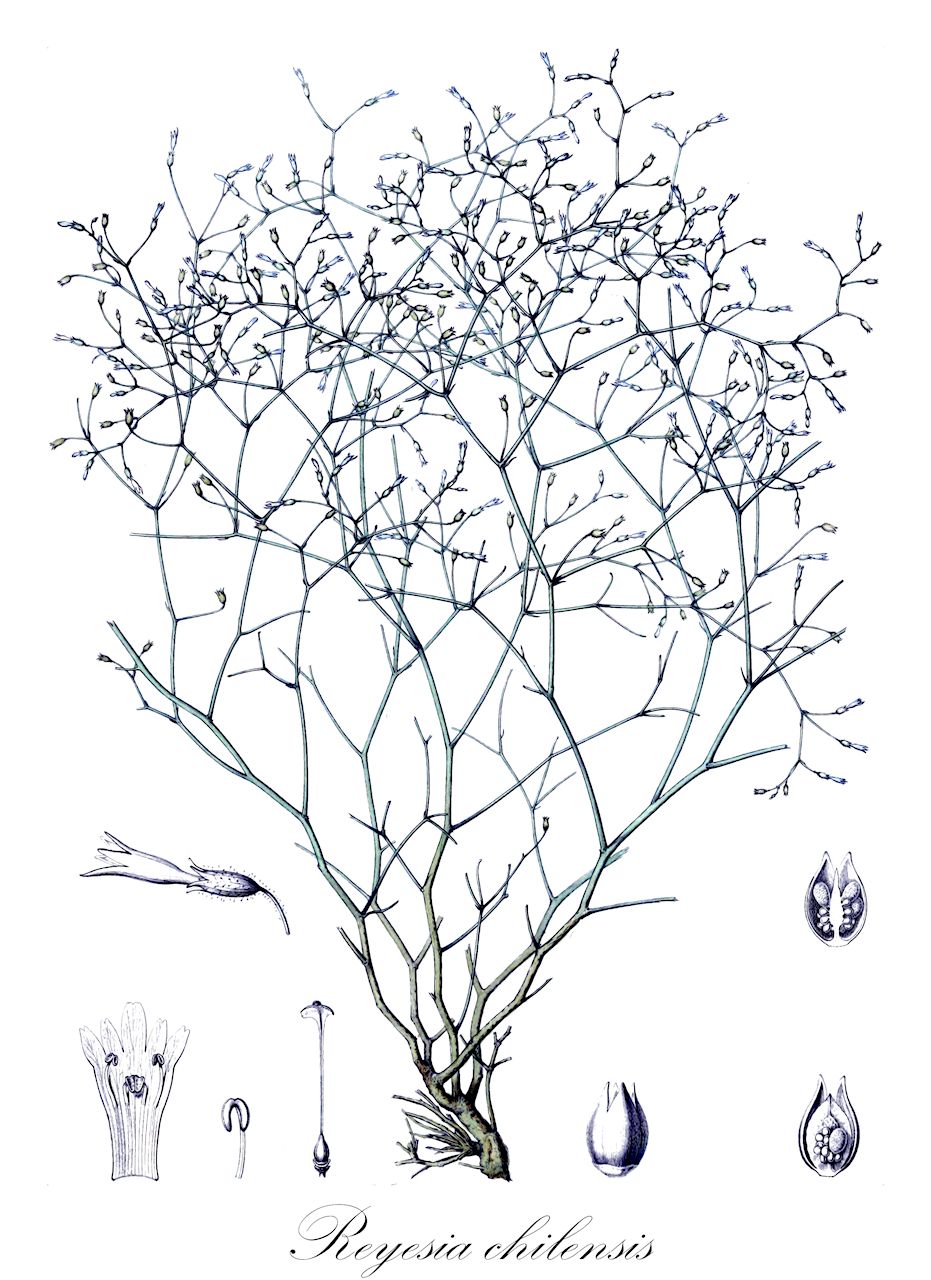 Reyesia chilensis - Solanaceae,Plantae,Pteridobiotina,Angiosperms,Solanales,Solanaceae,Cestroideae,Salpiglossideae,Reyesia,Reyesia chilensis,Pteroglossis laxa, Reyesia laxa, Salpiglossis brachysiphon, Salpiglossis chilensis, Salpiglossis chilensis