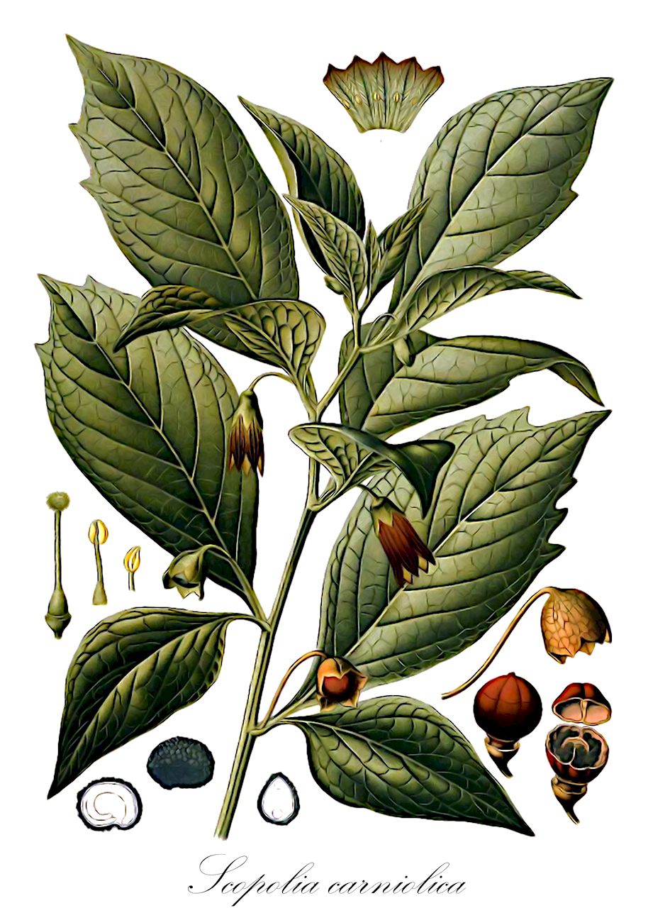 Scopolia carniolica - Solanaceae,Plantae,Pteridobiotina,Angiosperms,Solanales,Solanaceae,Solanoideae,Hyoscyameae,Scopolia,Scopolia carniolica,Hyoscyamus scopolia, Scopolia carniolica var. hladnikiana, Scopolia hladnikiana, Scopolia trichotoma, Scopolia tubiflora, Scopolina atropoides, Scopolina carniolica, Scopolina carniolica, Scopolina hladnikiana,Tollkraut;Krainer Tollkraut;scopolie de Carniole;scopolia;scopolia della Carnia;скополия кавказская;скополия карниолийская;japon banotu;bijeli bun;dårört;lulecznica kraińska;kranjska bunika;farkasbogyó;pablen kraňský;mutulica;skopólia kranská;скополія карніолійська
