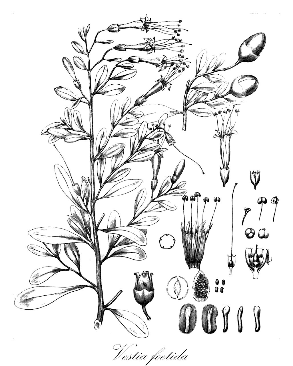 Vestia foetida - Solanaceae,Plantae,Pteridobiotina,Angiosperms,Solanales,Solanaceae,Cestroideae,Cestreae,Vestia,Vestia foetida,Cantua foetida, Cantua ligustrifolia, Levana uniflora, Periphragmos foetidus, Periphragmos foetidus, Vestia lycioides,Vestie