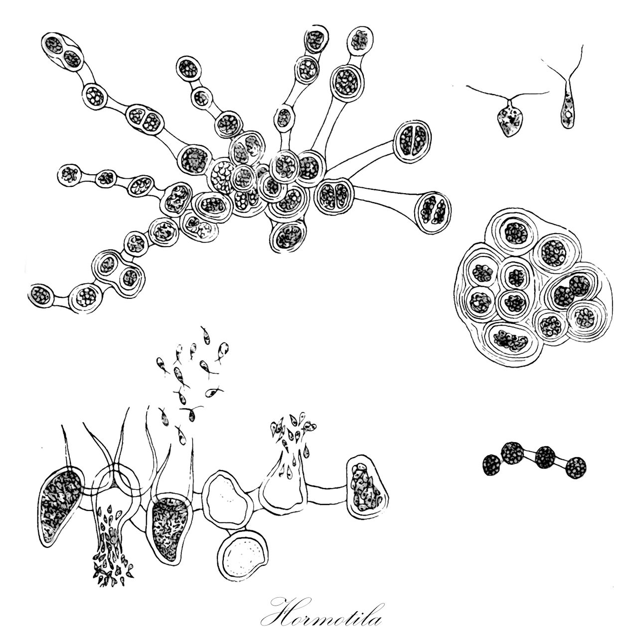 Hormotila - Hormosiraceae,Biota,Plantae,Chlorophyta,Chlorophytina,Chlorophyceae,Tetrasporales,Sphaerocystidaceae,Hormotila