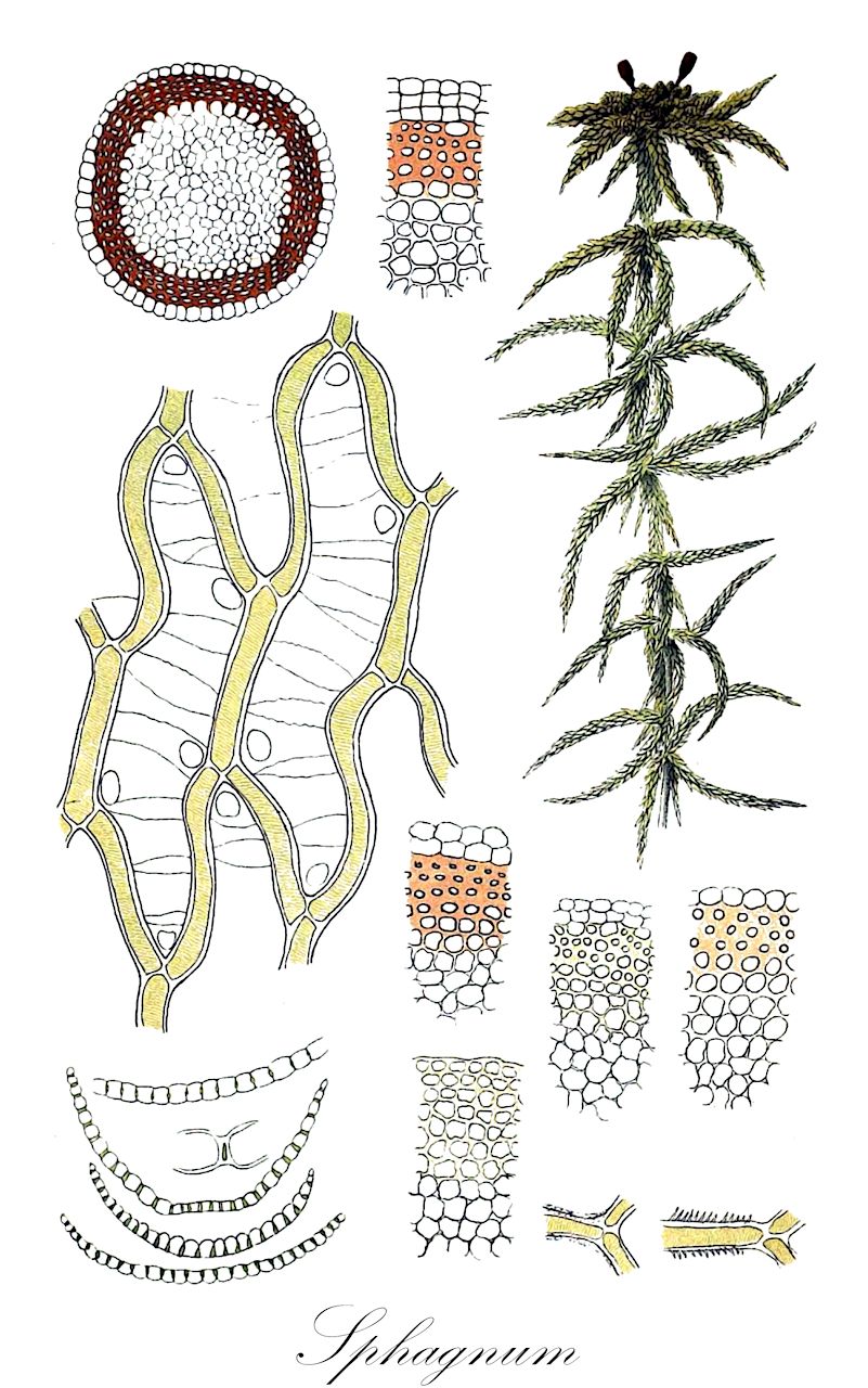 Sphagnum - Sphagnaceae,Plantae,Bryobiotina,Bryophyta,Sphagnopsida,Sphagnales,Sphagnaceae,Sphagnum,Isocladus, Sphagnopsis