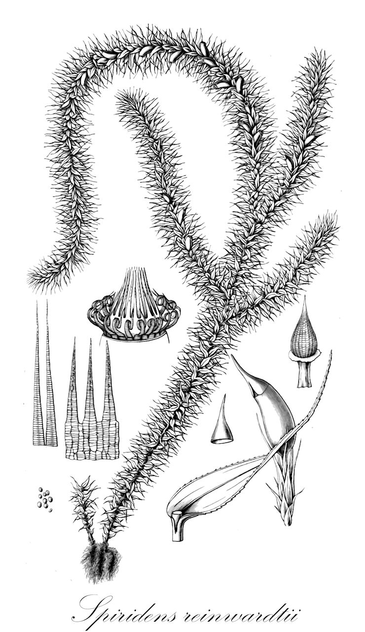 Spiridens reinwardtii - Spiridentaceae,Plantae,Bryobiotina,Bryophyta,Bryopsida,Bryidae,Hypnanae,Hypnodendrales,Spiridentaceae,Spiridens,Spiridens reinwardtii,Acantholoma vaginatum, Bryoacantholoma vaginatum, Leskea reinwardtii, Neckera balfouriana, Neckera reinwardtii, Spiridens balfourianus, Spiridens cheesmaniae, Spiridens flagellaris