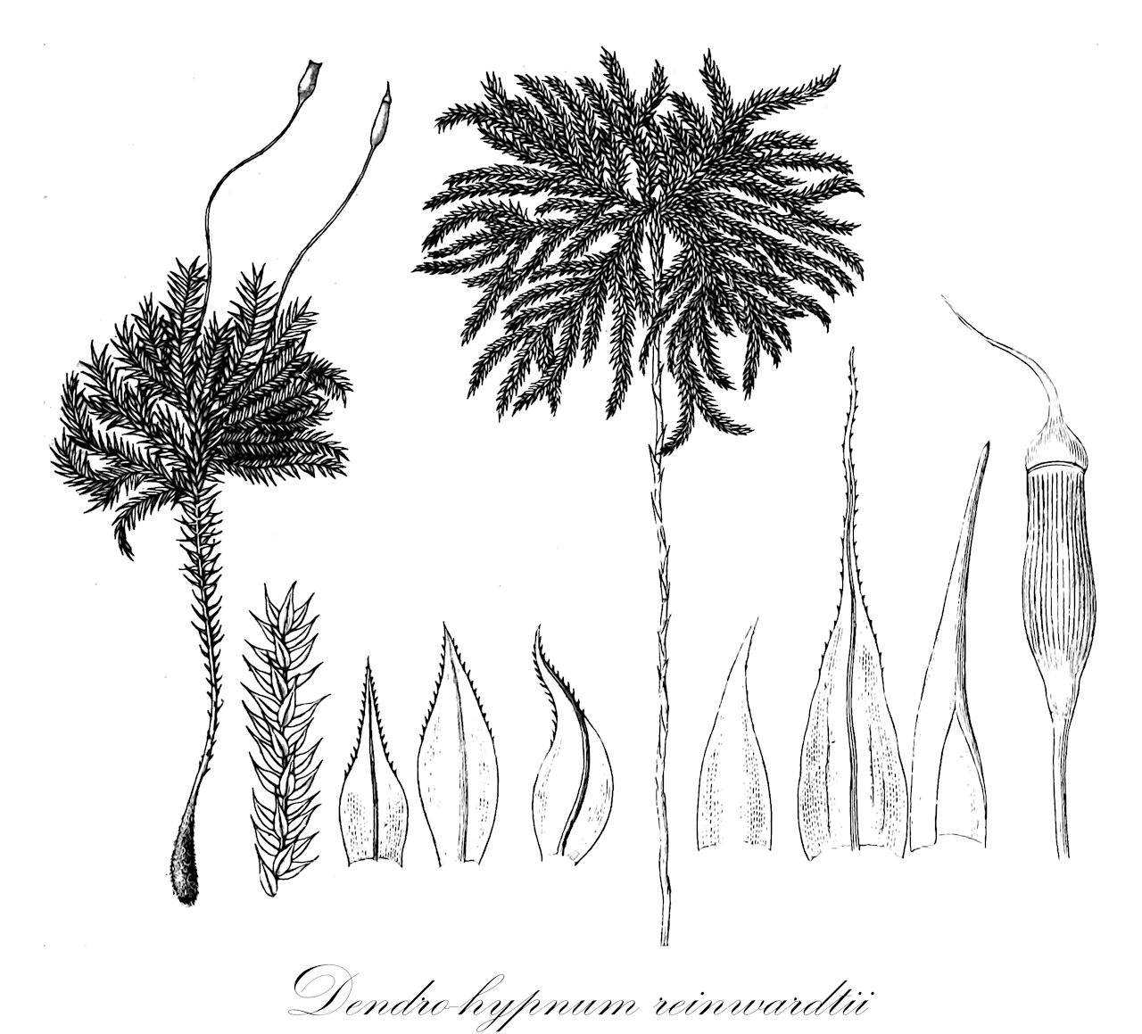 Dendro-hypnum reinwardtii - Spiridentaceae,Plantae,Bryobiotina,Bryophyta,Bryopsida,Bryidae,Hypnanae,Hypnodendrales,Spiridentaceae,Dendro-hypnum,Dendro-hypnum reinwardtii,Hypnodendron gedehense, Hypnodendron microvagum, Hypnodendron reinwardtii, Hypnodendron reinwardtii subsp. reinwardtii, Hypnum reinwardtii