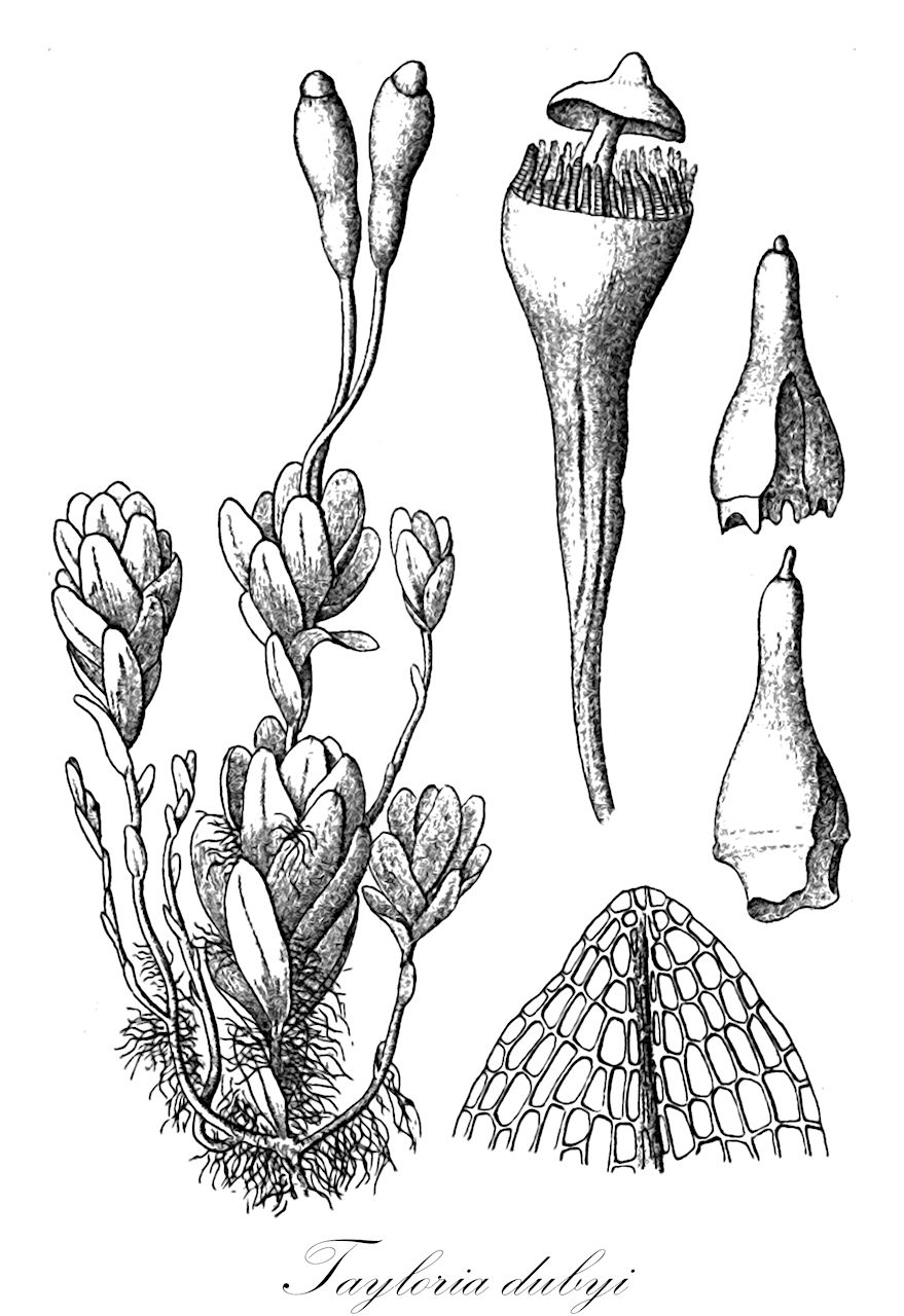 Tayloria dubyi - Splachnaceae,Plantae,Bryobiotina,Bryophyta,Bryopsida,Bryidae,Bryanae,Splachnales,Splachnaceae,Tayloria,Tayloria dubyi,Hymenocleiston magellanicum