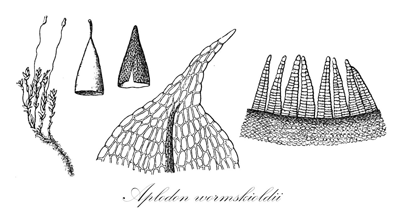 Aplodon wormskioldii - Splachnaceae,Plantae,Bryobiotina,Bryophyta,Bryopsida,Bryidae,Bryanae,Splachnales,Splachnaceae,Aplodon,Aplodon wormskioldii,Eremodon wormskioldii, Haplodon wormskioldii, Splachnum wormschoeldianum, Splachnum wormskioldii, Splachnum wormskioldii var. elongatum, Tayloria wormskioldii, Tetraplodon tschuctschicus, Tetraplodon wormskioldii