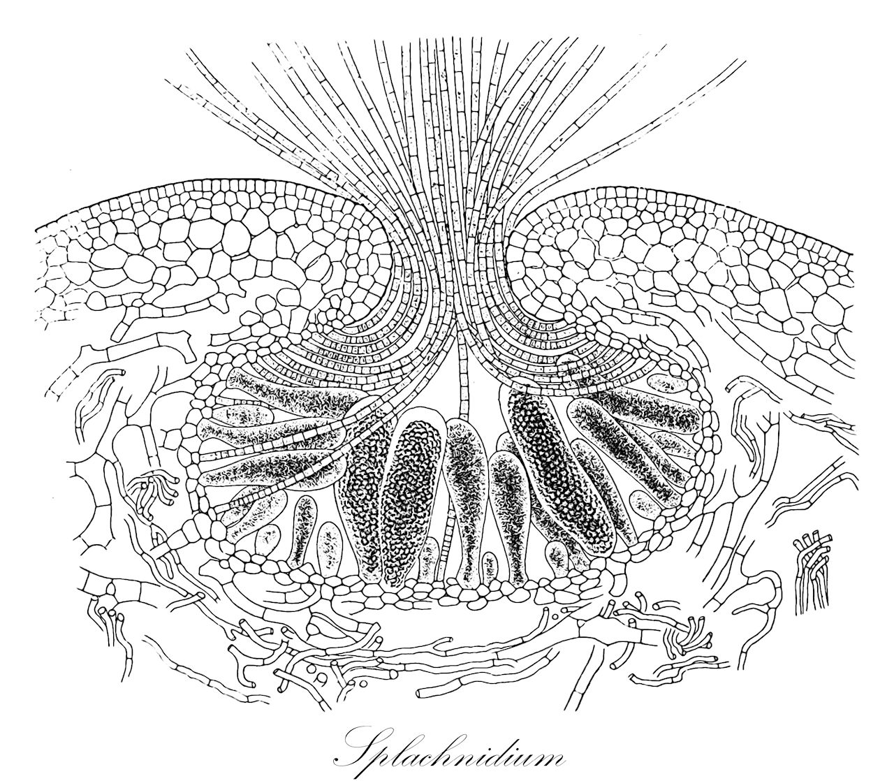 Splachnidium - Oscillatoriaceae,Biota,Chromista,Ochrophyta,Phaeophyceae,Chordariales,Splachnidiaceae,Splachnidium