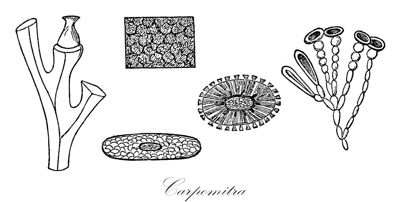Carpomitra - Malvaceae,Biota,Chromista,Ochrophyta,Phaeophyceae,Sporochnales,Sporochnaceae,Carpomitra,Chytraphora