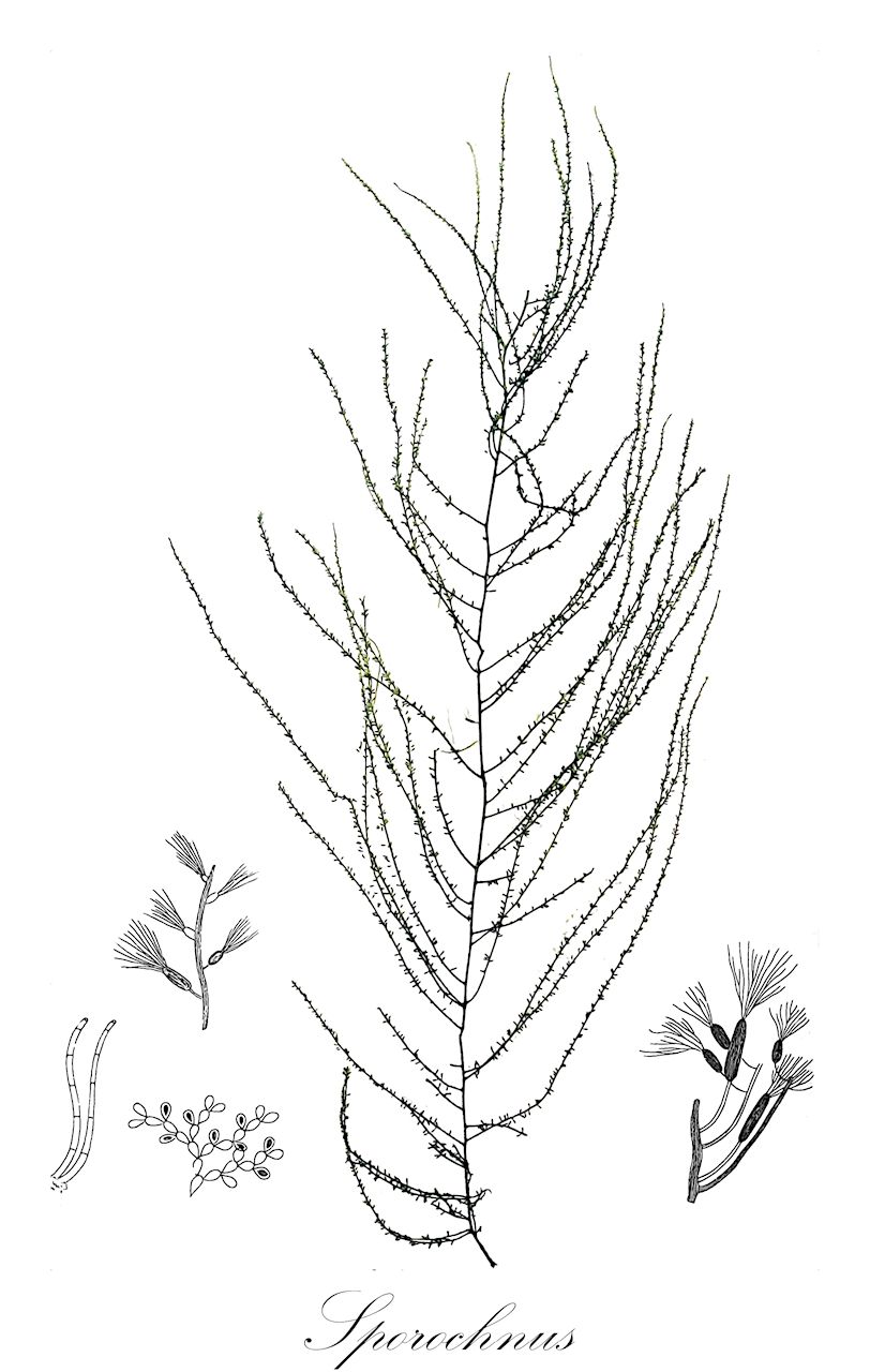 Sporochnus - Sporochnaceae,Biota,Chromista,Ochrophyta,Phaeophyceae,Sporochnales,Sporochnaceae,Sporochnus