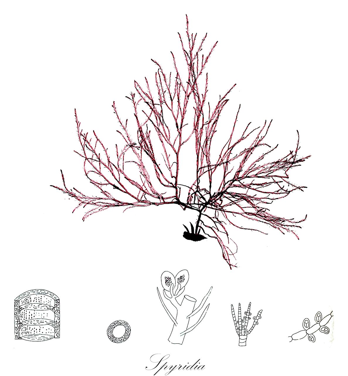 Spyridia - Spyridiaceae,Biota,Plantae,Rhodophyta,Eurhodophytina,Florideophyceae,Ceramiales,Spyridiaceae,Spyridia