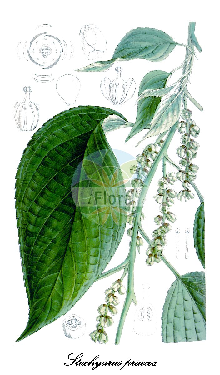 Stachyurus praecox - Stachyuraceae,Plantae,Pteridobiotina,Angiosperms,Crossosomatales,Stachyuraceae,Stachyurus,Stachyurus praecox,Japanischer Perlschweif