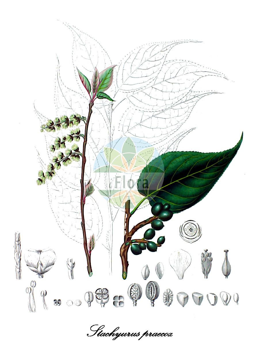 Stachyurus praecox - Stachyuraceae,Plantae,Pteridobiotina,Angiosperms,Crossosomatales,Stachyuraceae,Stachyurus,Stachyurus praecox,Japanischer Perlschweif