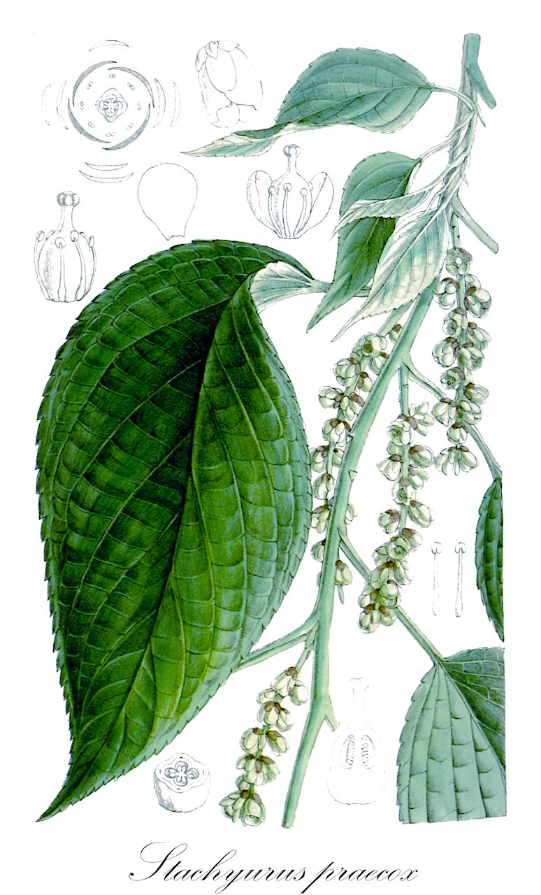 Stachyurus praecox - Stachyuraceae,Plantae,Pteridobiotina,Angiosperms,Crossosomatales,Stachyuraceae,Stachyurus,Stachyurus praecox,Japanischer Perlschweif