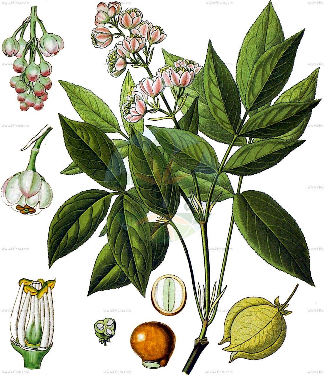 Staphylea pinnata - Staphyleaceae,Plantae,Pteridobiotina,Angiosperms,Crossosomatales,Staphyleaceae,Staphylea,Staphylea pinnata,Staphylea pinnatifida, Staphylodendron pinnatum,Gefiederte Pimpernuss;Pimpernuss;Gewöhnliche Pimpernuss;Paternosterbaum;Gemeine Pimpernuss;bladdernut;european bladdernut;Staphylier penné;faux pistachier;nez-coupé;Bossolo;Lacrime di Giobbe;Pistacchio falso;stafilea comune;gevederde pimpernoot;pimpernoot;клекачка перистая;ağızlıkçalısı;shtogër;perastolisni klokoč;kłokoczka południowa;navadni kloček;mogyorós hólyagfa;klokoč zpeřený;clocotis;klokoč perovitý;клокичка периста;обикновена клокочка;клокочина