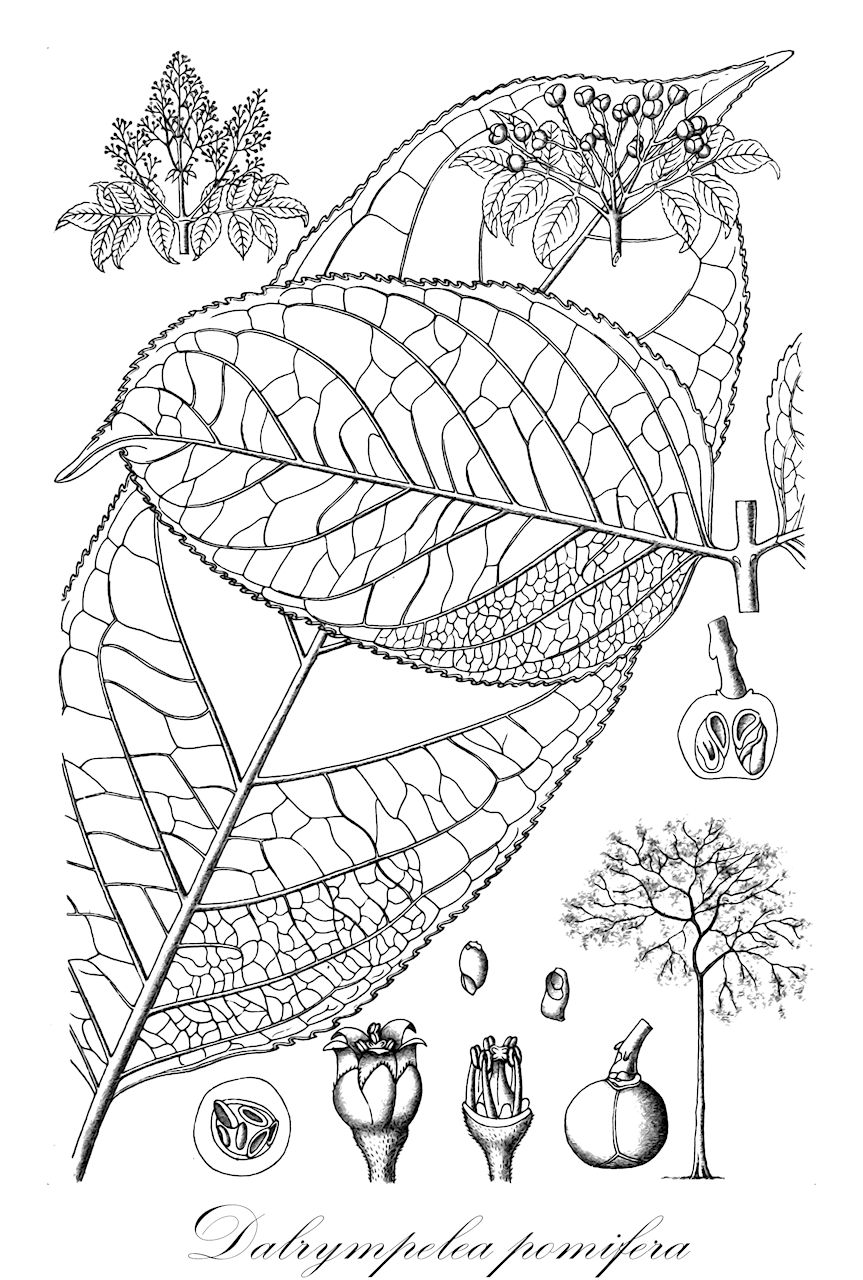 Dalrympelea pomifera - Staphyleaceae,Plantae,Pteridobiotina,Angiosperms,Crossosomatales,Staphyleaceae,Dalrympelea,Dalrympelea pomifera,Canarium sajiga, Dalrympelea nepalensis, Maurocenia pomifera, Staphylea pomifera, Turpinia martabanica, Turpinia microcarpa, Turpinia pomifera, Turpinia pomifera var. minor, Turpinia pomifera var. minor, Turpinia pomifera var. pomifera
