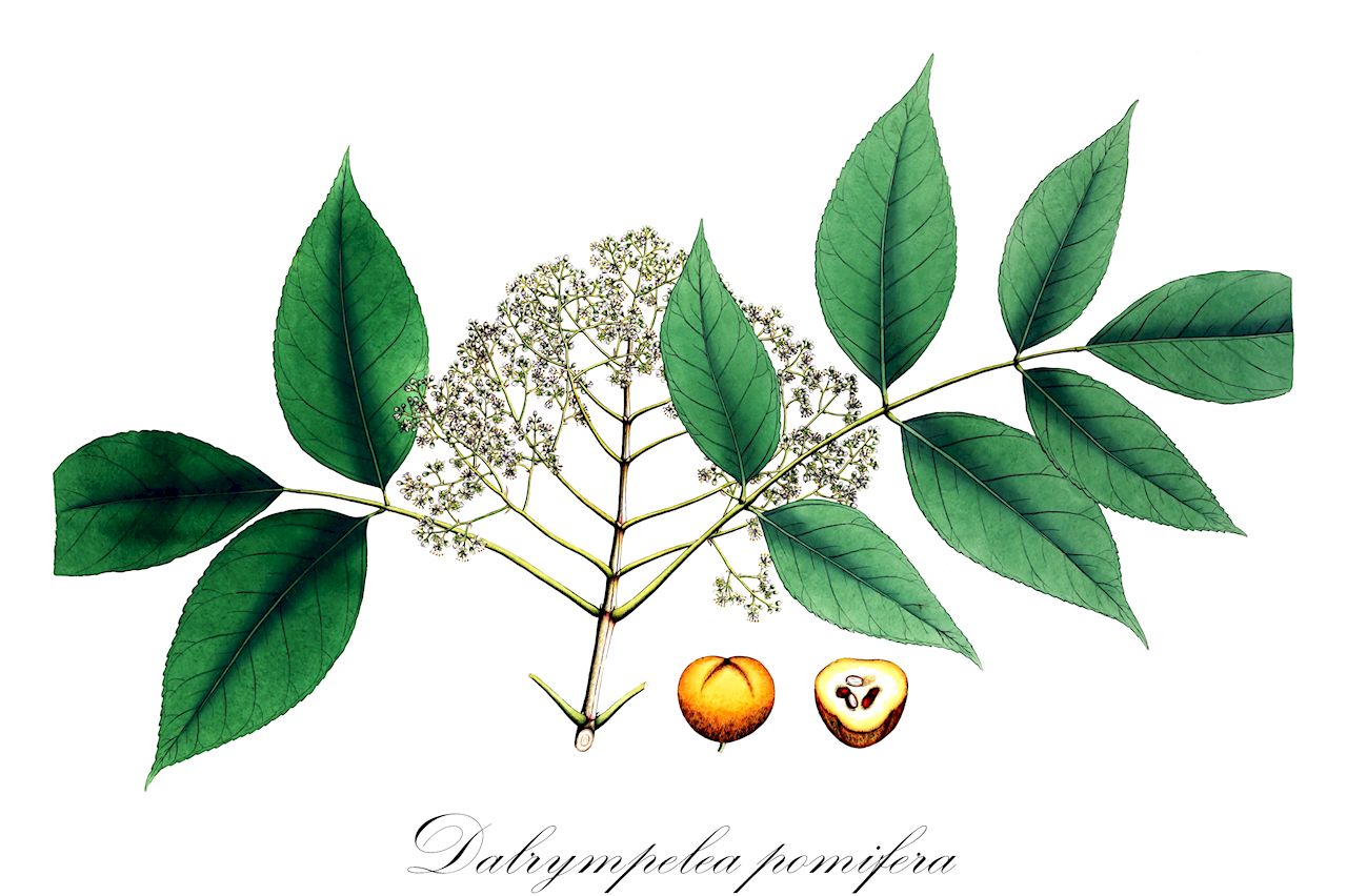 Dalrympelea pomifera - Staphyleaceae,Plantae,Pteridobiotina,Angiosperms,Crossosomatales,Staphyleaceae,Dalrympelea,Dalrympelea pomifera,Canarium sajiga, Dalrympelea nepalensis, Maurocenia pomifera, Staphylea pomifera, Turpinia martabanica, Turpinia microcarpa, Turpinia pomifera, Turpinia pomifera var. minor, Turpinia pomifera var. minor, Turpinia pomifera var. pomifera