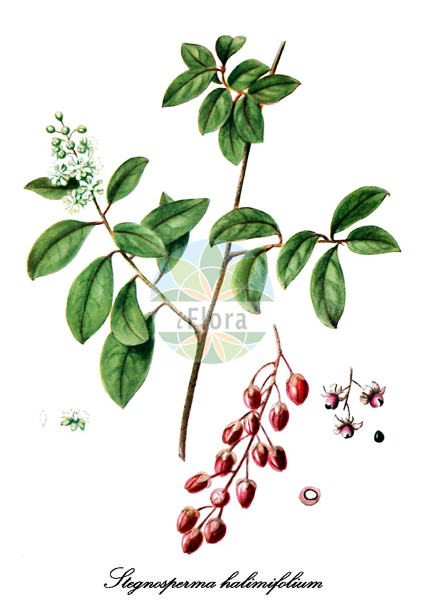 Stegnosperma halimifolium - Stegnospermataceae,Plantae,Pteridobiotina,Angiosperms,Caryophyllales,Stegnospermataceae,Stegnosperma,Stegnosperma halimifolium,Stegnosperma scandens, Trichilia scandens