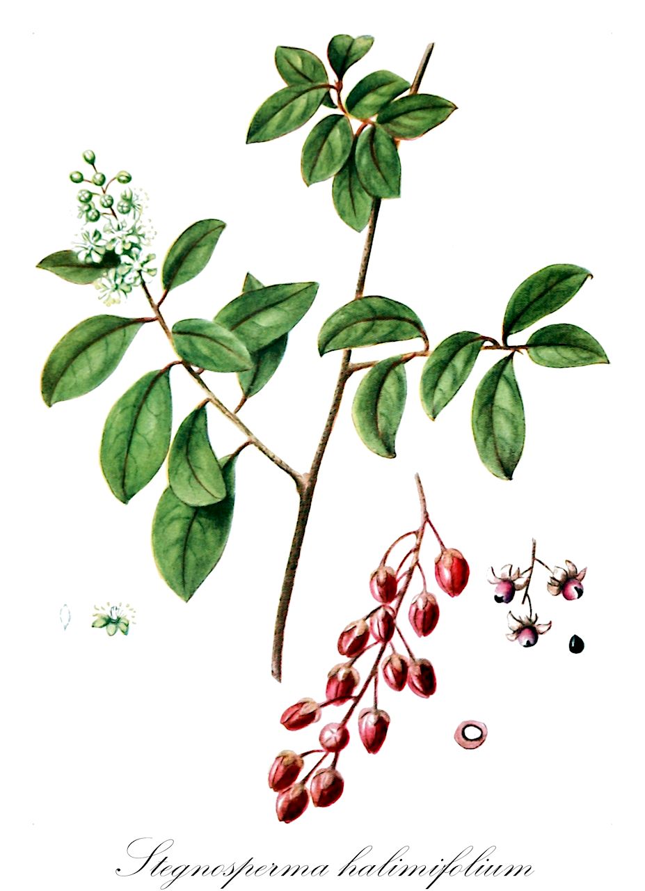 Stegnosperma halimifolium - Stegnospermataceae,Plantae,Pteridobiotina,Angiosperms,Caryophyllales,Stegnospermataceae,Stegnosperma,Stegnosperma halimifolium,Stegnosperma scandens, Trichilia scandens