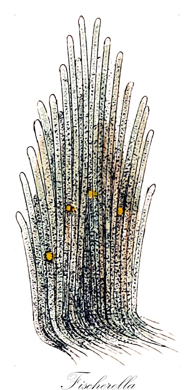 Fischerella - Malvaceae,Biota,Bacteria,Negibacteria,Cyanobacteria,Cyanophyceae,Stigonematales,Stigonemataceae,Fischerella