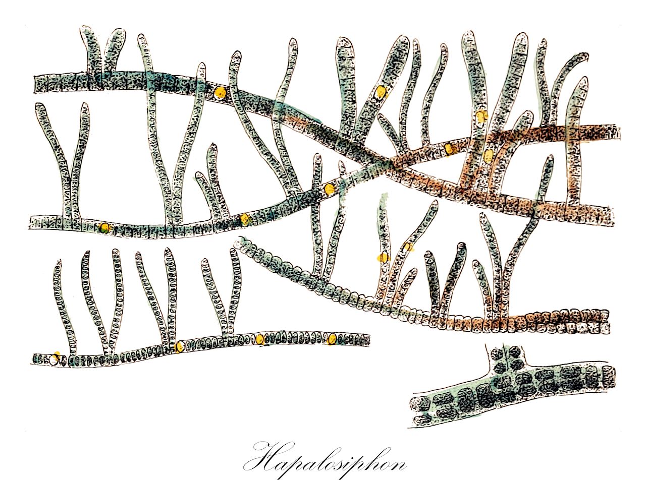 Hapalosiphon - Orchidaceae,Biota,Bacteria,Negibacteria,Cyanobacteria,Cyanophyceae,Stigonematales,Stigonemataceae,Hapalosiphon