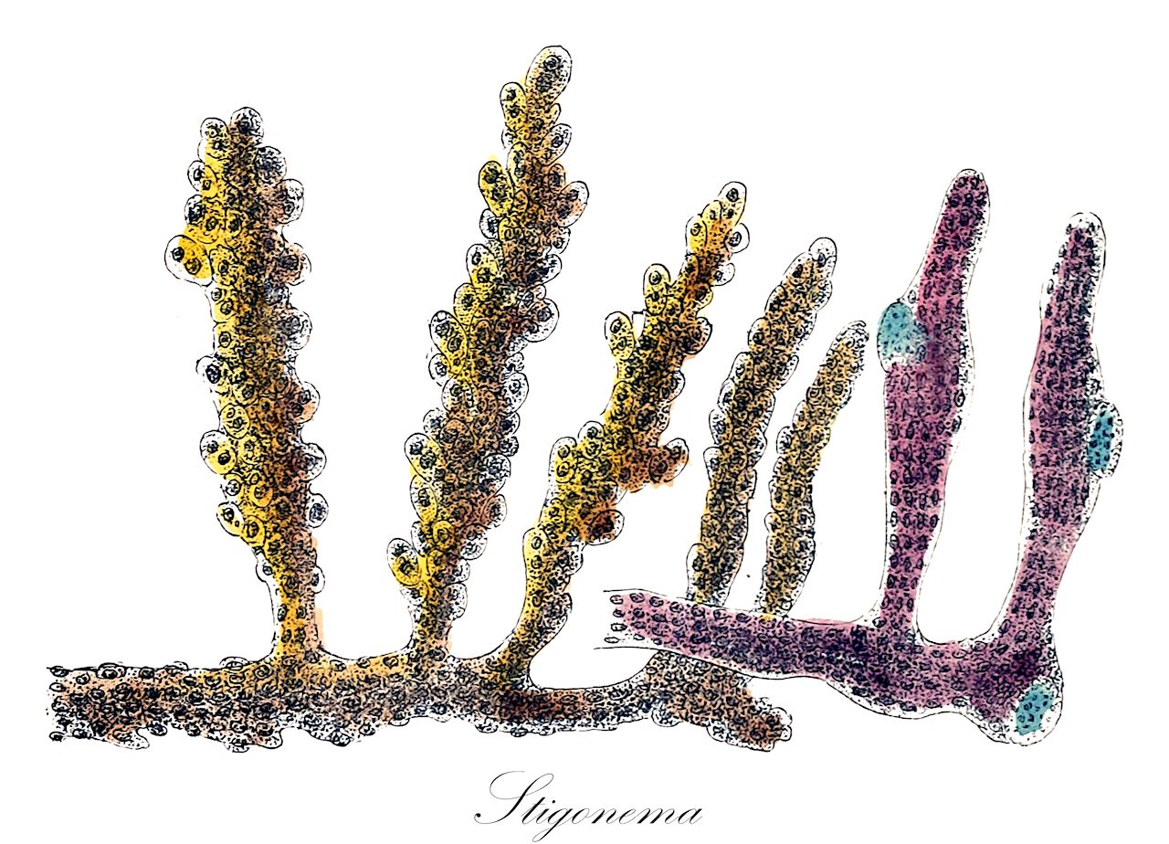 Stigonema - Cyanobacteria,Biota,Bacteria,Negibacteria,Cyanobacteria,Cyanophyceae,Stigonematales,Stigonemataceae,Stigonema