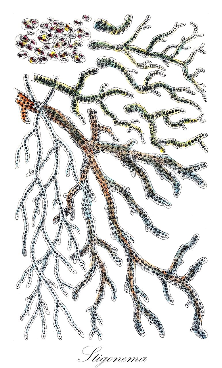 Stigonema - Stigonemataceae,Biota,Bacteria,Negibacteria,Cyanobacteria,Cyanophyceae,Stigonematales,Stigonemataceae,Stigonema