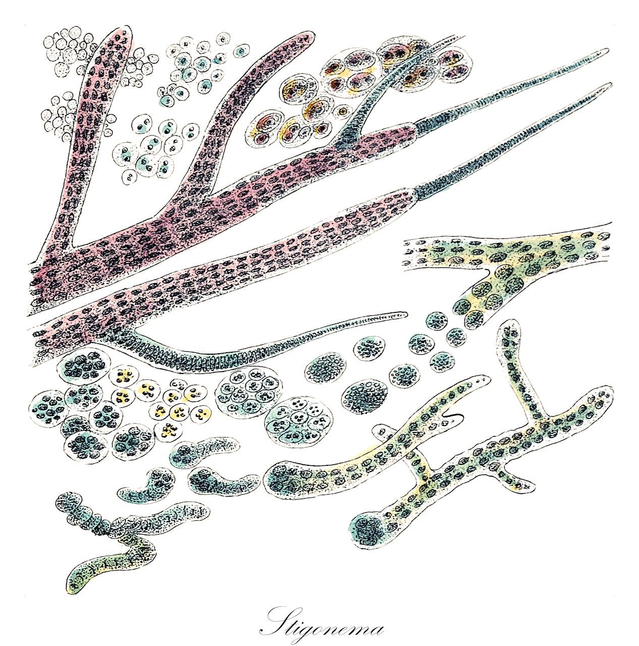 Stigonema - Stigonemataceae,Biota,Bacteria,Negibacteria,Cyanobacteria,Cyanophyceae,Stigonematales,Stigonemataceae,Stigonema