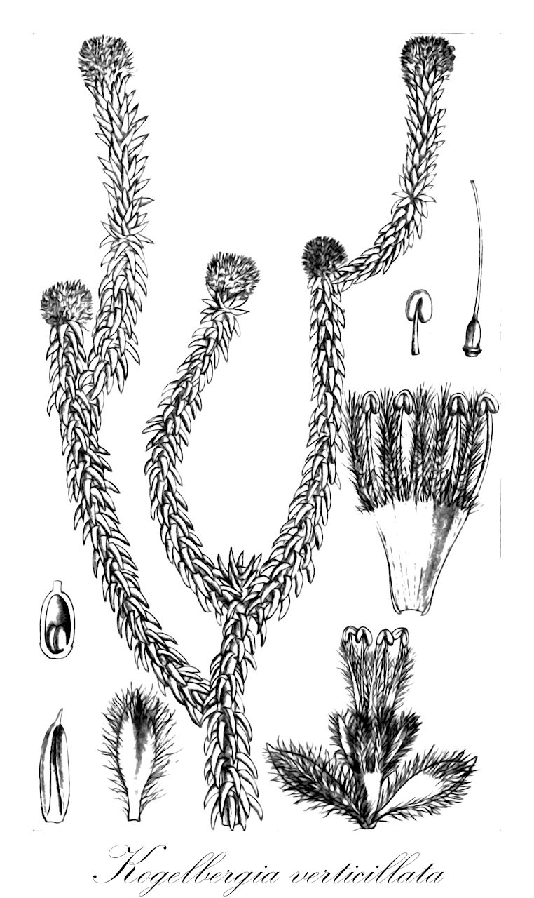 Kogelbergia verticillata - Stilbaceae,Plantae,Pteridobiotina,Angiosperms,Lamiales,Stilbaceae,Kogelbergia,Kogelbergia verticillata,Stilbe chorisepala, Stilbe mucronata, Stilbe mucronata var. cuspidata, Stilbe verticillata, Stilbe verticillata var. cuspidata, Trichocephalus verticillatus