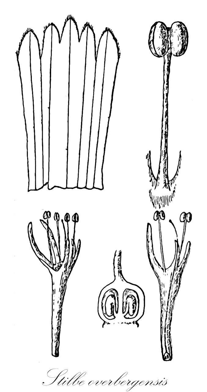 Stilbe overbergensis - Stilbaceae,Plantae,Pteridobiotina,Angiosperms,Lamiales,Stilbaceae,Stilbe,Stilbe overbergensis,Xeroplana zeyheri