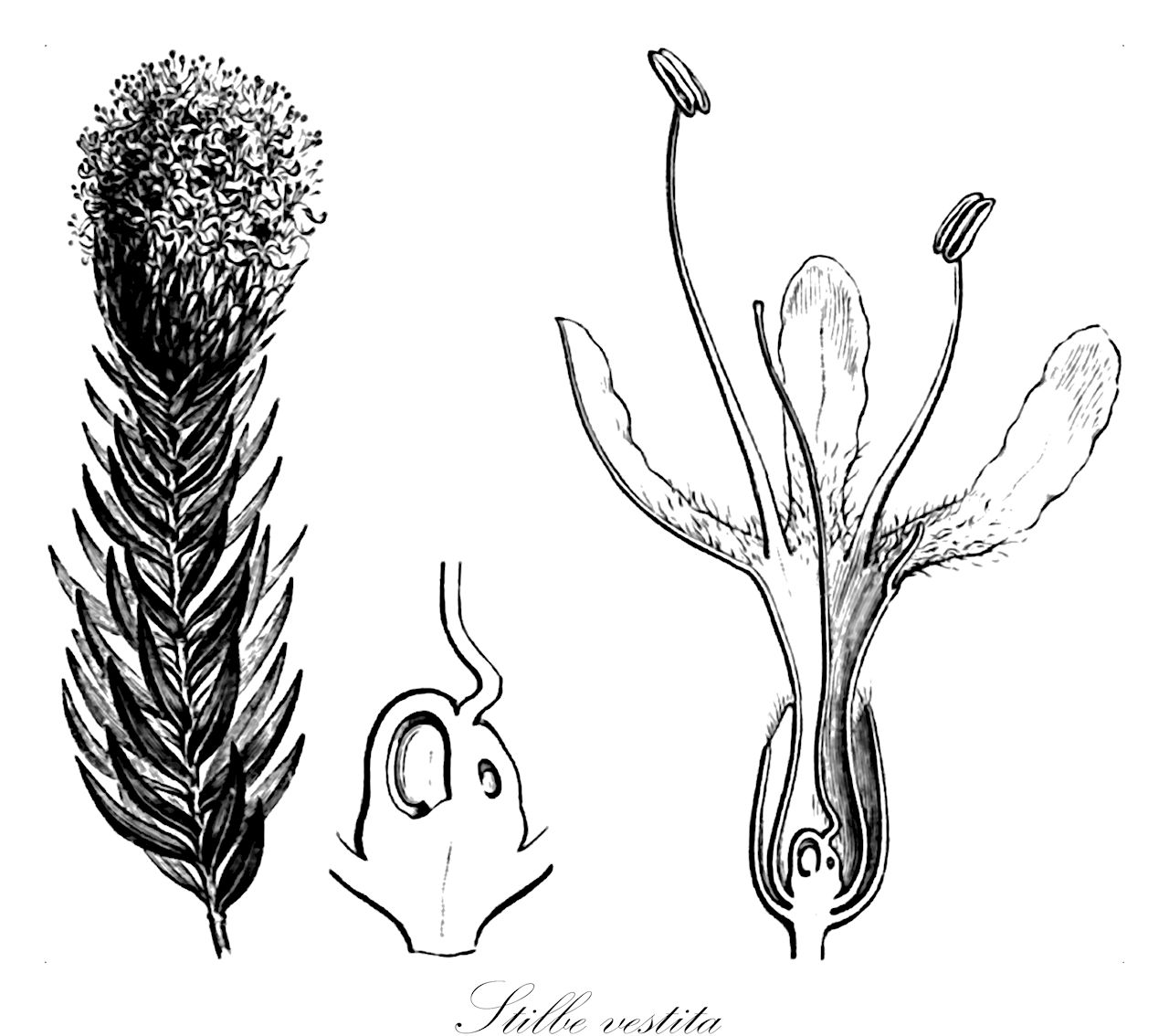 Stilbe vestita - Stilbaceae,Plantae,Pteridobiotina,Angiosperms,Lamiales,Stilbaceae,Stilbe,Stilbe vestita,Stilbe pinastra