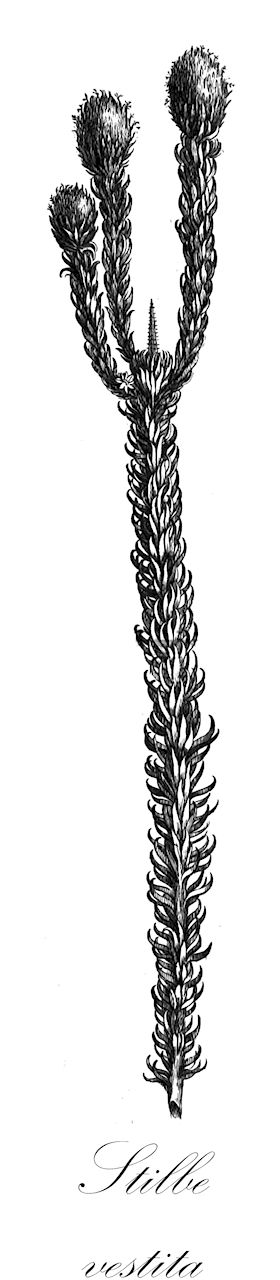 Stilbe vestita - Stilbaceae,Plantae,Pteridobiotina,Angiosperms,Lamiales,Stilbaceae,Stilbe,Stilbe vestita,Stilbe pinastra