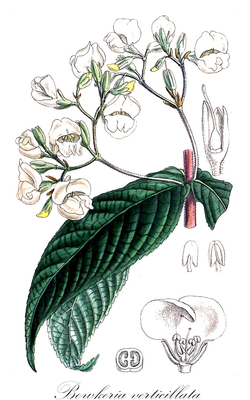Bowkeria verticillata - Stilbaceae,Plantae,Pteridobiotina,Angiosperms,Lamiales,Stilbaceae,Bowkeria,Bowkeria verticillata,Bowkeria gerrardiana, Bowkeria natalensis, Bowkeria simplicifolia, Bowkeria triphylla, Bowkeria velutina, Trichocladus verticillatus