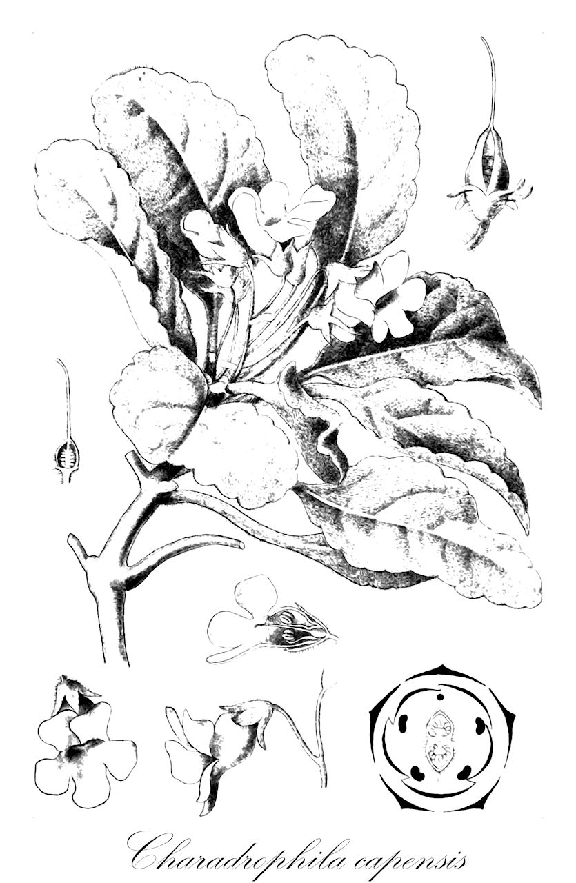 Charadrophila capensis - Stilbaceae,Plantae,Pteridobiotina,Angiosperms,Lamiales,Stilbaceae,Charadrophila,Charadrophila capensis