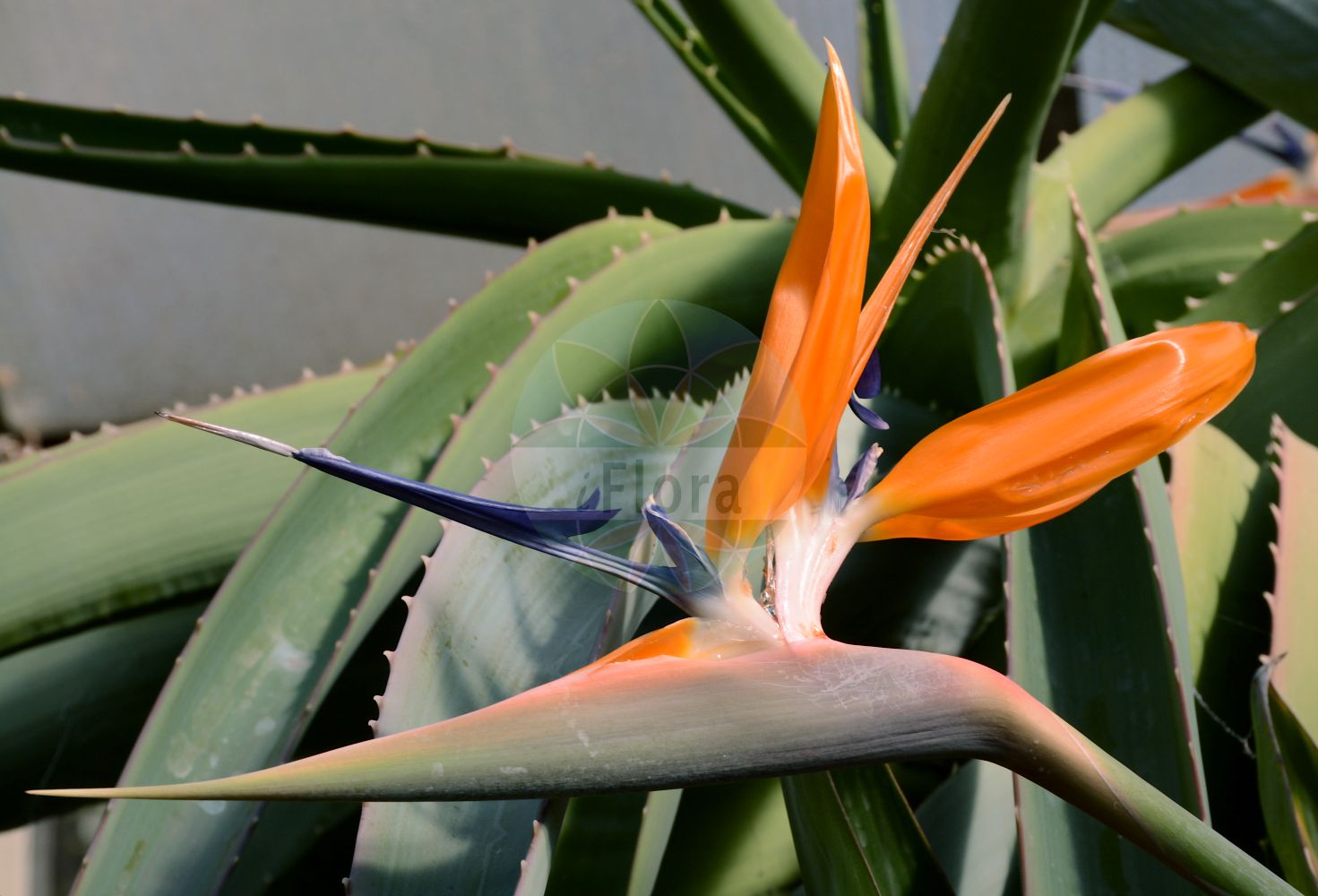 Strelitzia - Strelitziaceae,Plantae,Pteridobiotina,Angiosperms,Zingiberales,Strelitziaceae,Strelitzia,Strelitzie