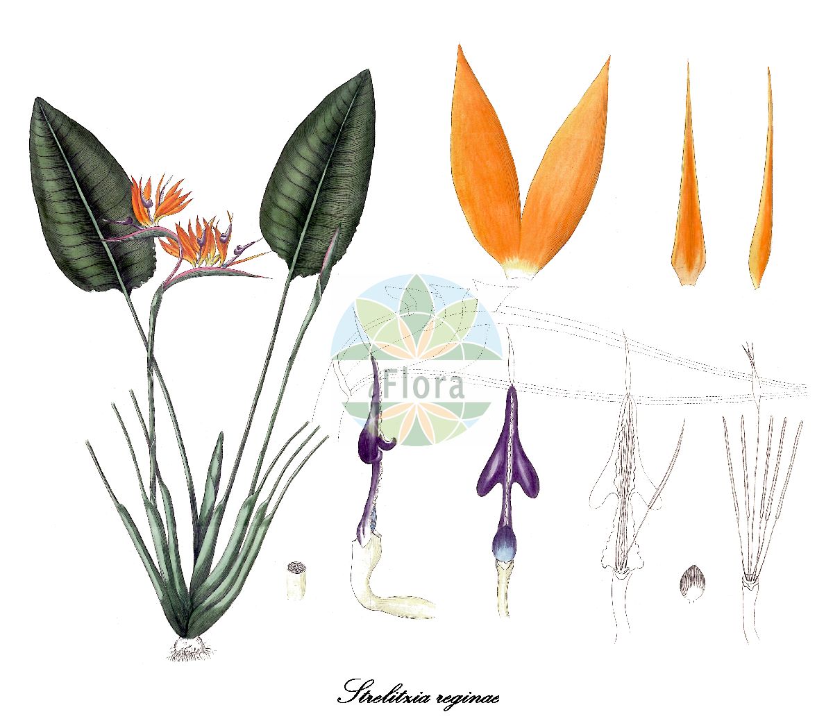 Strelitzia reginae - Strelitziaceae,Plantae,Pteridobiotina,Angiosperms,Zingiberales,Strelitziaceae,Strelitzia,Strelitzia reginae,Heliconia bihai, Strelitzia regalis, Strelitzia reginae subsp. latifolia, Strelitzia reginae var. flava,Paradiesvogelblume;Strelitzie