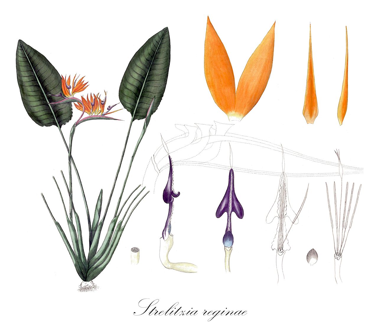 Strelitzia reginae - Strelitziaceae,Plantae,Pteridobiotina,Angiosperms,Zingiberales,Strelitziaceae,Strelitzia,Strelitzia reginae,Heliconia bihai, Strelitzia regalis, Strelitzia reginae subsp. latifolia, Strelitzia reginae var. flava,Paradiesvogelblume;Strelitzie