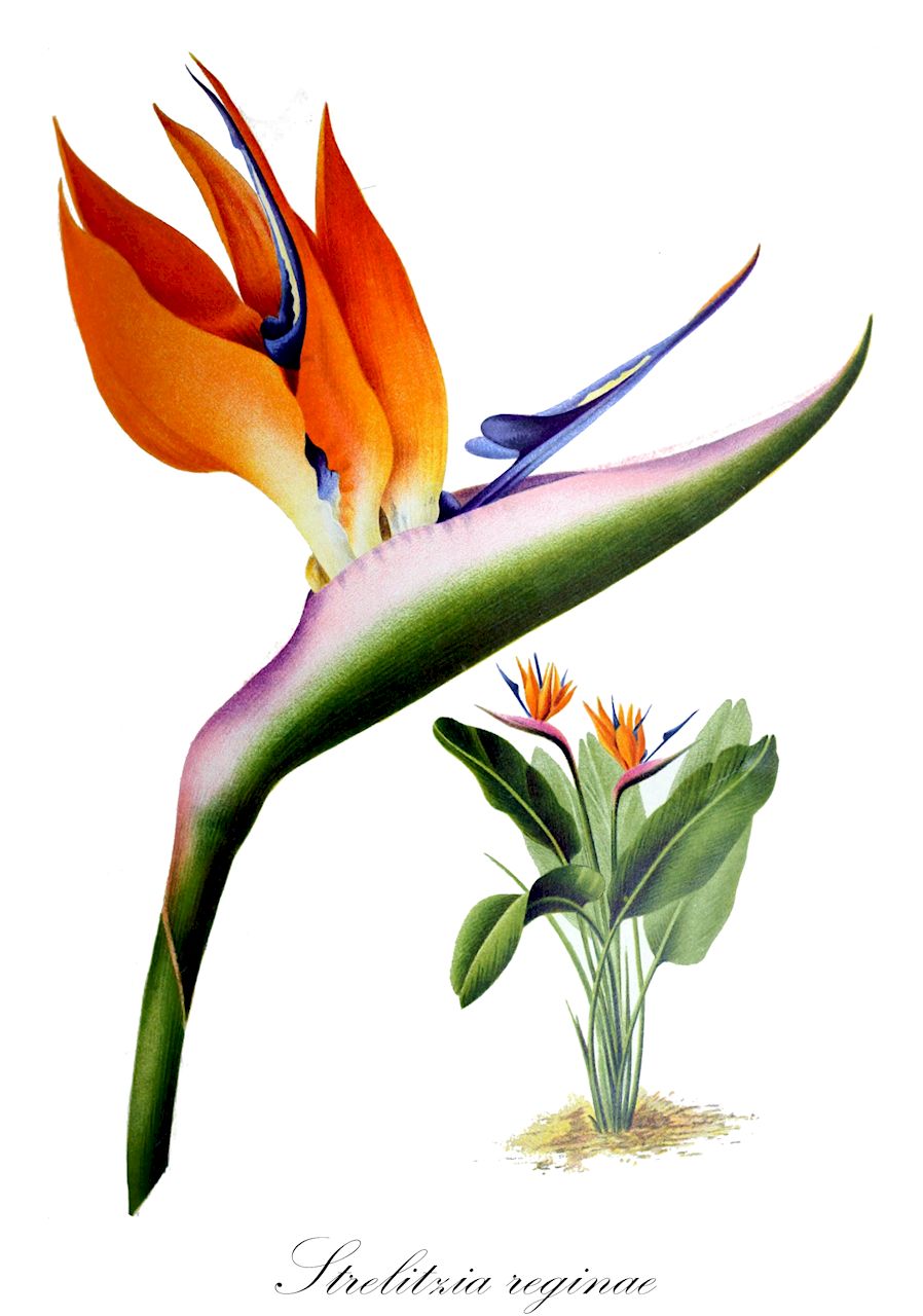 Strelitzia reginae - Strelitziaceae,Plantae,Pteridobiotina,Angiosperms,Zingiberales,Strelitziaceae,Strelitzia,Strelitzia reginae,Heliconia bihai, Strelitzia regalis, Strelitzia reginae subsp. latifolia, Strelitzia reginae var. flava,Paradiesvogelblume;Strelitzie