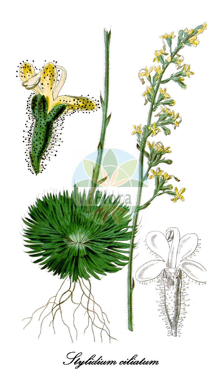 Historische Abbildung von Stylidium ciliatum. Das Bild zeigt Blatt, Bluete, Frucht und Same. ---- Historical Drawing of Stylidium ciliatum. The image is showing leaf, flower, fruit and seed.(Stylidium ciliatum,Stylidium,Stylidiaceae,Blatt,Bluete,Frucht,Same,leaf,flower,fruit,seed,Curtis Botanical Magazine (1842))