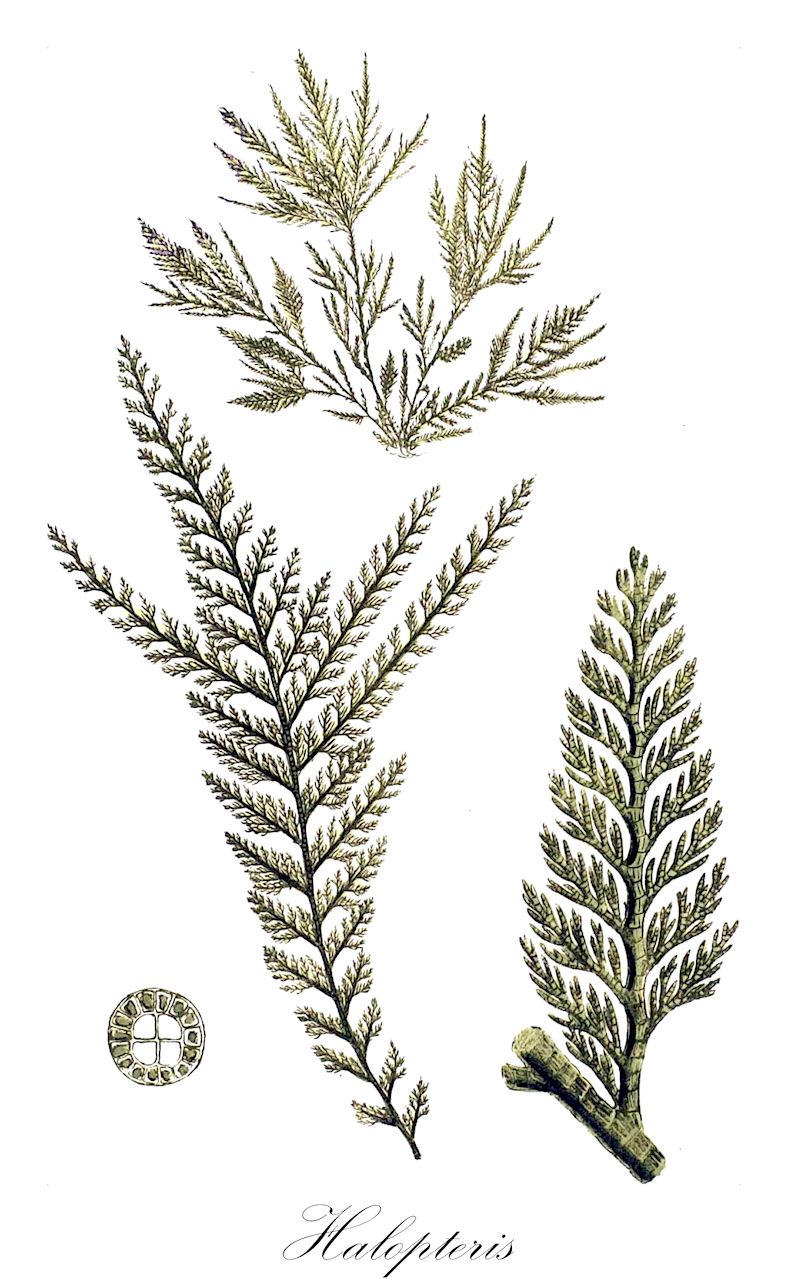 Halopteris - Ochrophyta,Biota,Chromista,Ochrophyta,Phaeophyceae,Sphacelariales,Stypocaulaceae,Halopteris,Alethocladus, Anisocladus, Stypocaulon