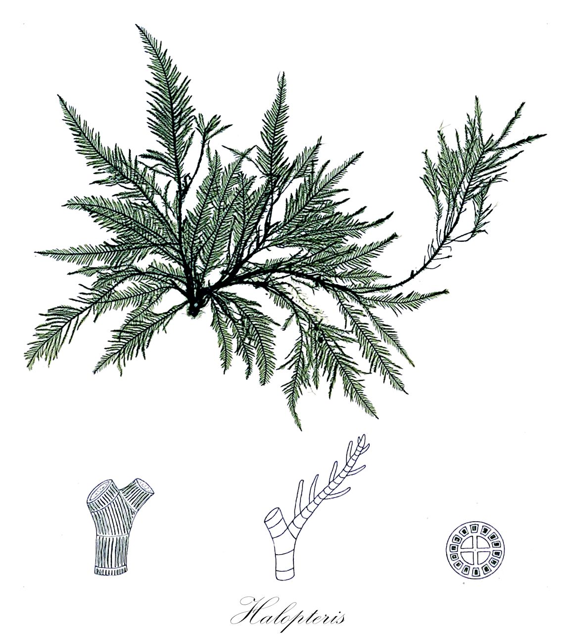 Halopteris - Stypocaulaceae,Biota,Chromista,Ochrophyta,Phaeophyceae,Sphacelariales,Stypocaulaceae,Halopteris,Alethocladus, Anisocladus, Stypocaulon