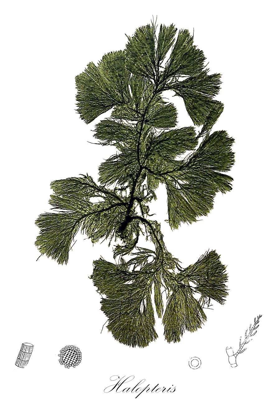 Halopteris - Stypocaulaceae,Biota,Chromista,Ochrophyta,Phaeophyceae,Sphacelariales,Stypocaulaceae,Halopteris,Alethocladus, Anisocladus, Stypocaulon