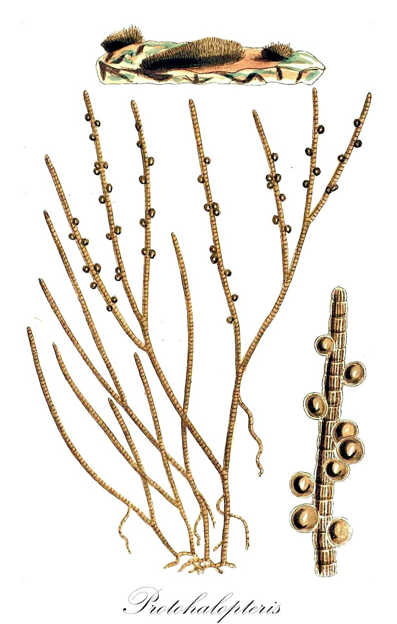 Protohalopteris - Hemiselmidaceae,Biota,Chromista,Ochrophyta,Phaeophyceae,Sphacelariales,Stypocaulaceae,Protohalopteris